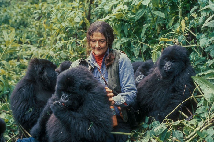 Dian Fossey Nyiramacibiri wari wariyeguriye ingagi zo mu Birunga