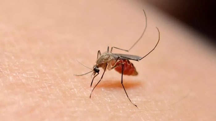 Imfu ziterwa na Malaria zaragabanutse-OMS