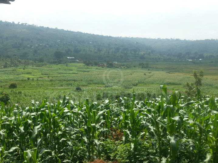 Aha hari hatuye abantu ariko nyuma yo gutuzwa mu midugudu ubu harera neza kandi hatanga umusaruro utubutse