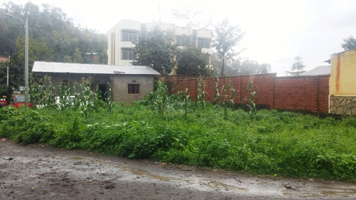 Bamwe mu batuye mu mujyi wa Musanze rwagati, usanga amasambu yabo bayahingamo imyaka itandukanye.