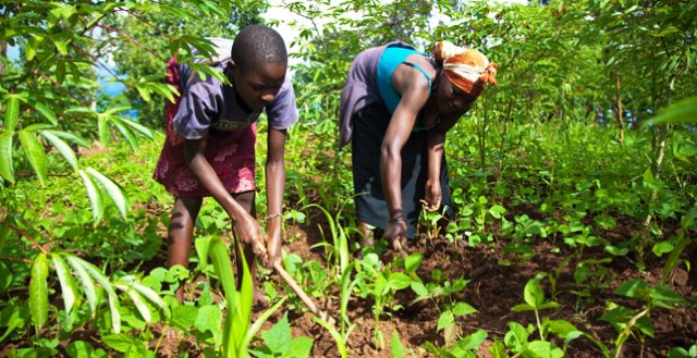 Inyongeramusaruro zidatangiwe igihe ntacyo zimarira abahinzi