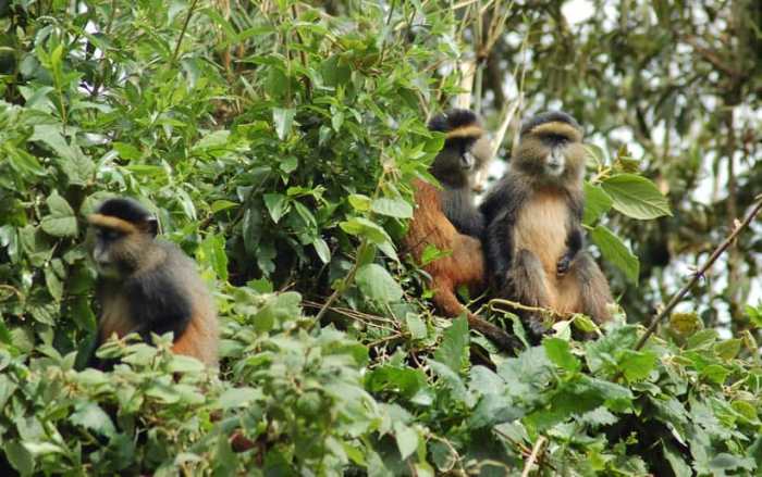 Inkima (Golden monkey)