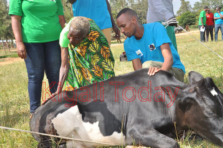 Kankindi ashyikirizwa inka y'ishimwe n'Umuyobozi wa GAERG.