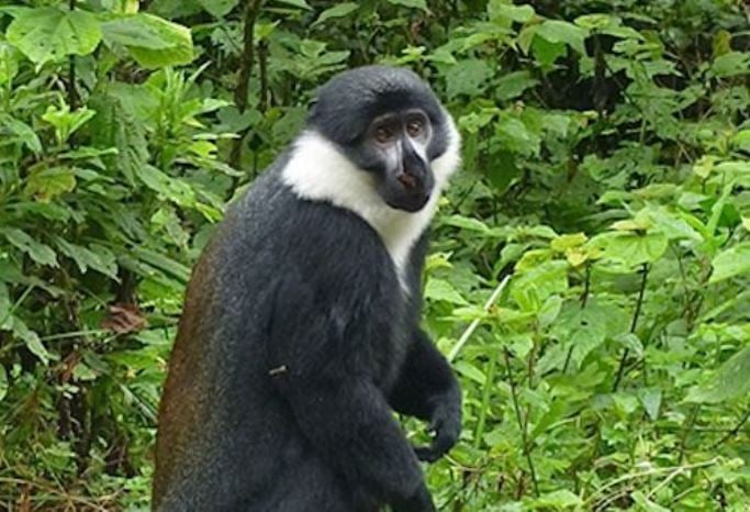 Icyondi (L'Hoest's monkey)