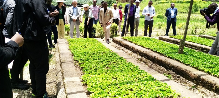 JICA irigisha abahinzi uko batunganya ingemwe zishobora gutanga umusaruro nyuma y
