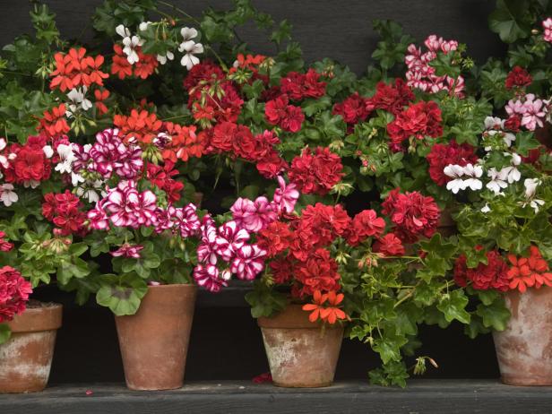 Igihingwa cya Geranium, kimwe mu bishobora kwinjiriza u Rwanda agatubutse