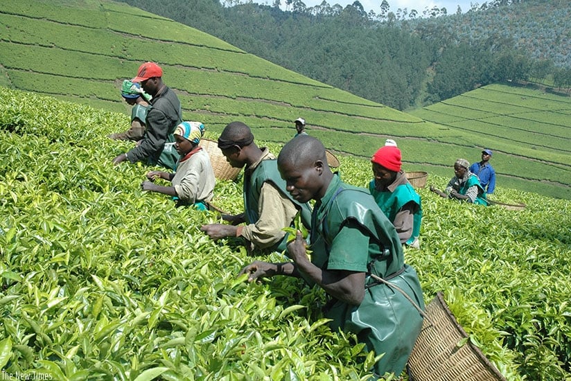 I Nyaruguru ni hamwe mu hera icyayi cyinshi mu Rwanda 