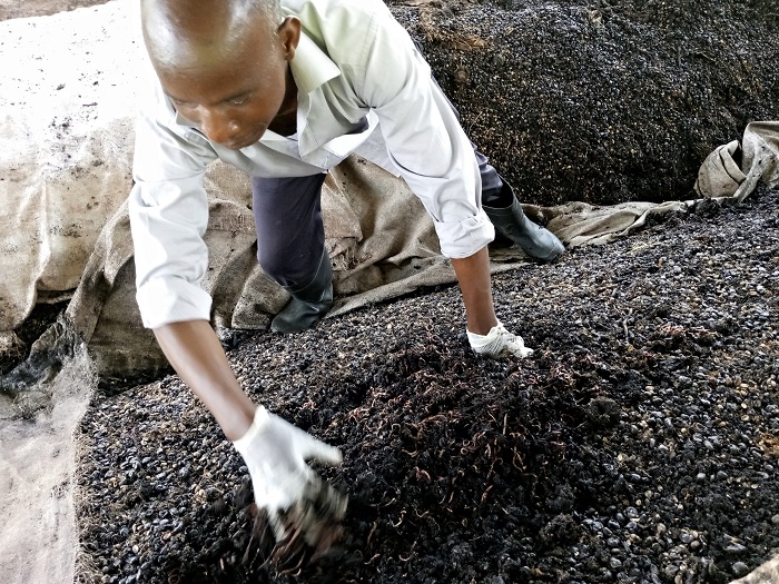 Ahakorerwa imiyorogoto, ikilo kimwe kikagura ibihumbi 20Frw