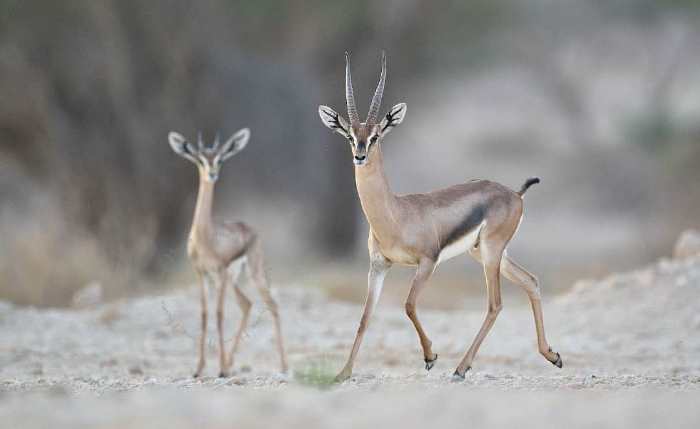 Ingeragere, isha (Gazelle)