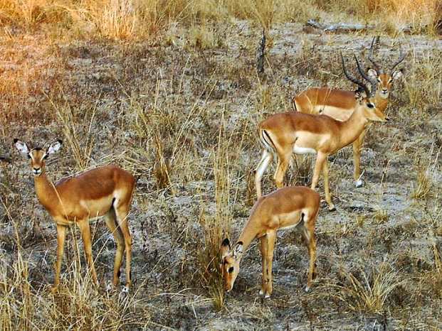 Impongo (Antilope)
