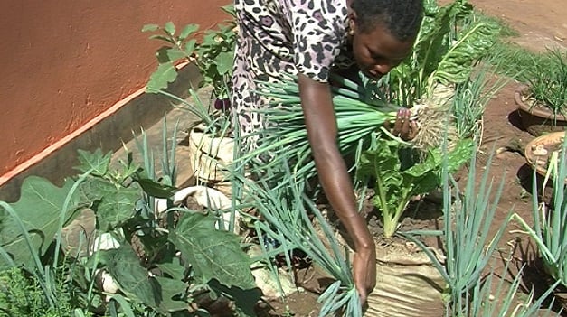 Gahunda y'Akarima k'igikoni ni imwe mu zo Leta y'u Rwanda yashyizemo imbaraga