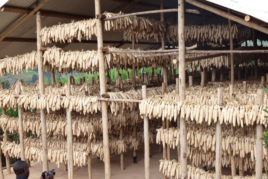 Ibigori biri mu byishingirwa bigatuma abahinzi badahomba 