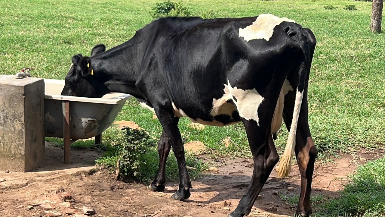 Kutishingira amatungo biteza igihombo gikomeye