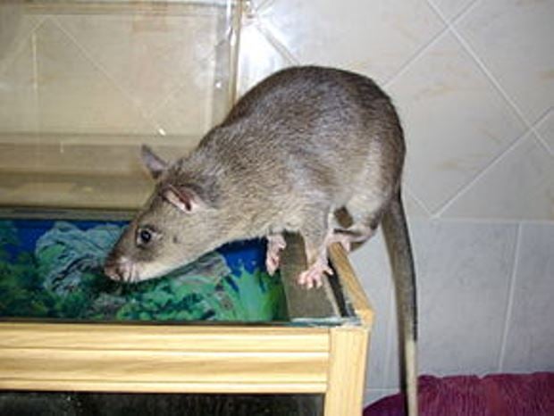 2.Isiha y'imbeba (Rat de Gambie)