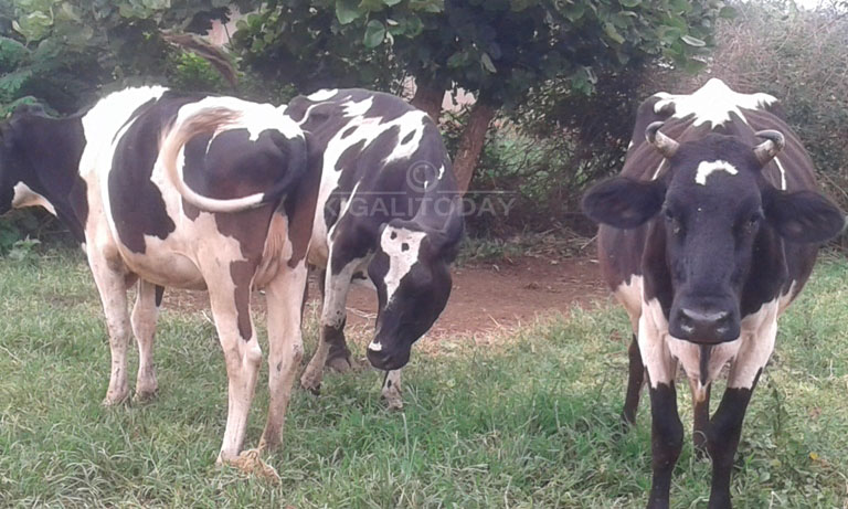 Inka ntizibasha kurisha kubera amasazi azibuza umutekano 