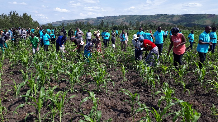 Ahabonetse imvura ibigori birakuze, bnahawe ifumbire ngo umusaruro wiyongere