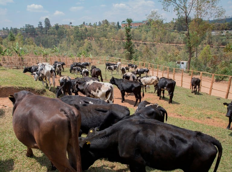 Muri uyu muhango kandi abaturage batishoboye baremewe bahabwa Inka