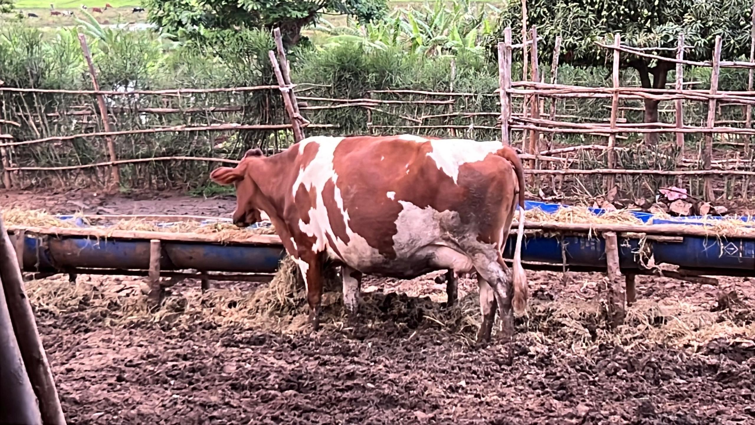 Inka imwe mu matungo zishingiwe