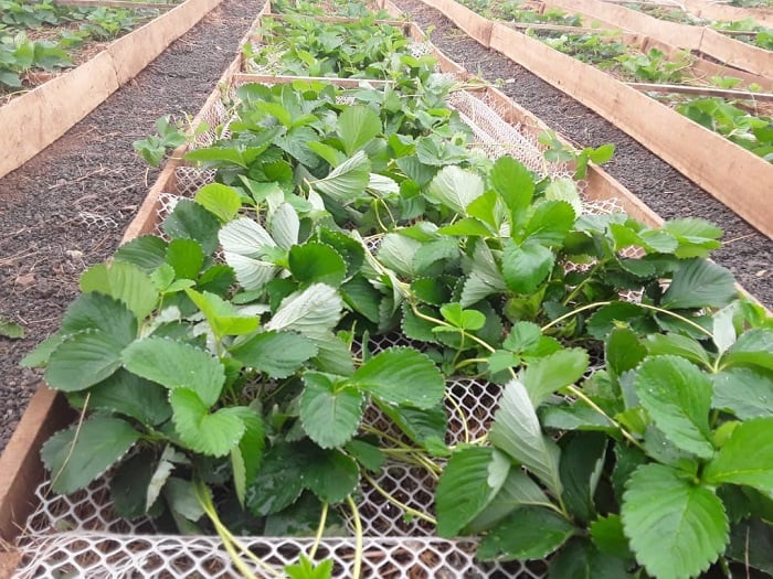 Ubu ubuhinzi bwe abukorera muri green house