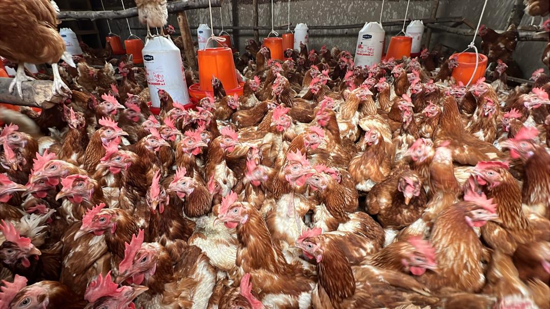 Inkoko ni amwe mu matungo yishingirwa cyane kurusha ayandi muri Ngoma