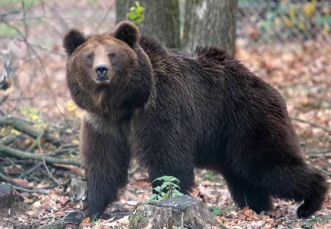 Idubu(Bear, Ours) ariko ntabwo riba mu Rwanda