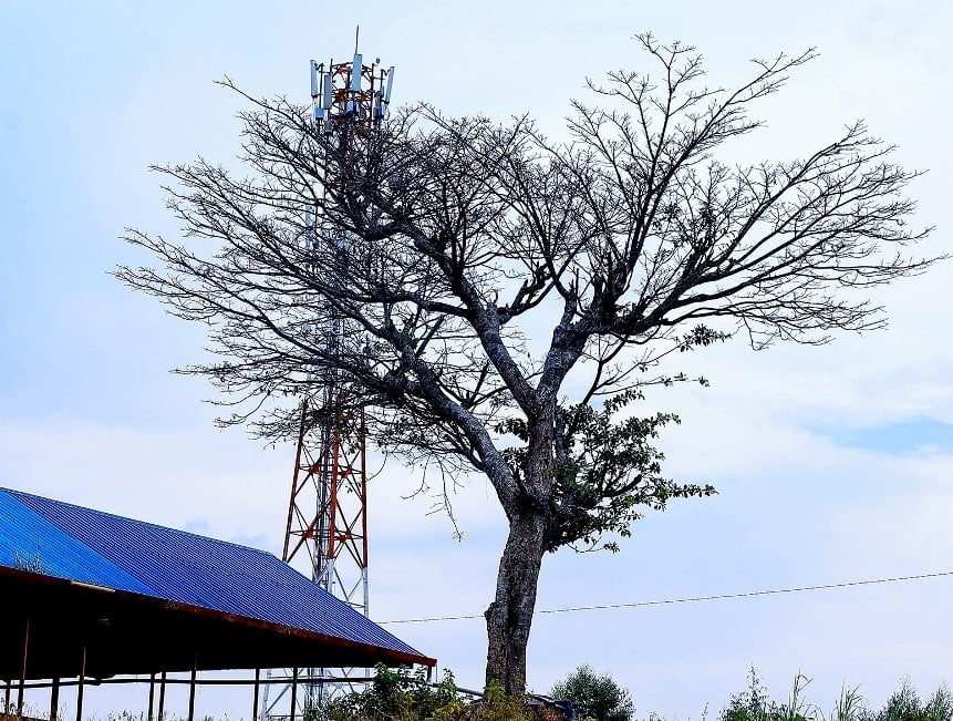 Kimwe mu giti kimaze igihe kinini cyane muri aka gace ka Munyaga