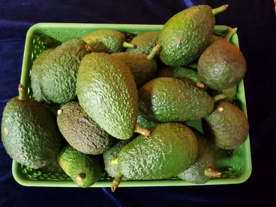 Nta bwoko bwa avoka mu Rwanda butagurishwa ku isoko mpuzamahanga