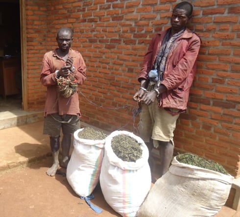 Abagabo bafashwe basarura urumogi muri Nyungwe.