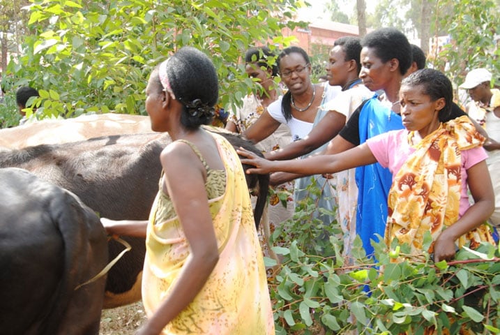 Abaremewe bahabwa inka bishimiye ko zigiye kubafasha mu rugamba rwo kwiteza imbere.