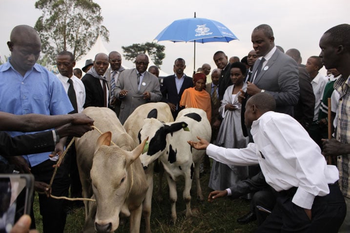 Abatishoboye barokotse Jenoside borojwe inka.