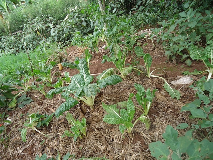 Abaturage bakorana na LEAF babanje kwigishwa gutunganya uturima duhingwaho imboga n'imbuto ku buryo burambye.