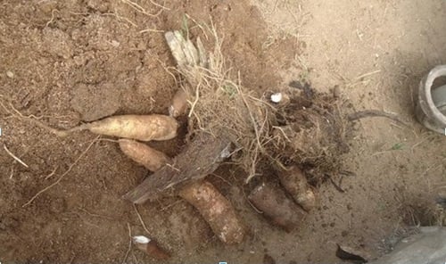 Aho bakuraga iyi mibiri banahakuraga imyumbati yari yarahahinzwe, abahahinze baratinye kuyihakura kuko ku zindi mpande bari barayikuye.