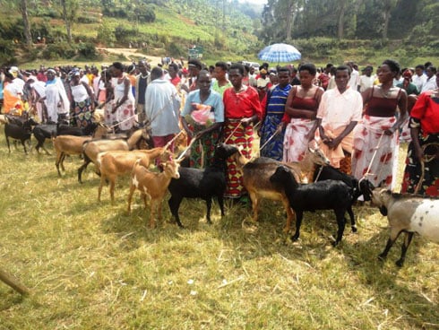 Amatungo bahabwa azabafasha kwivana mu bukene.