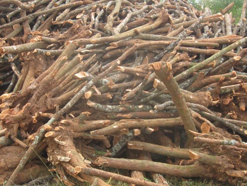 Bimwe mu biti by