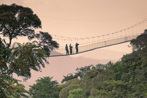 Canopy way.