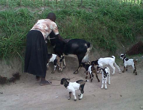 Cyabakobwa, ihene yabyaye abana 6.