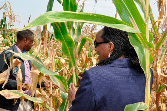 Minisitiri w'ingabo na Minisitiri w'ubuhinzi n'ubworozi batangiza ku mugaragaro igikorwa cyo gusarura ibigori byahinzwe n'ingabo z'u Rwanda i Gabiro.