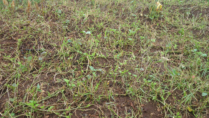 Ibijumba na byo byarangiritse.