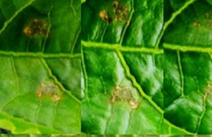 Ibimenyetso ku mababi ya Maracuja zahuye na cucumber Mosaic virus.