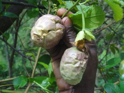 Ibimenyetso ku mbuto za Maracuja zahuye na cucumber Mosaic virus.