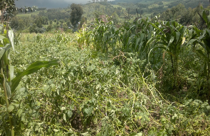 Ibirayi n