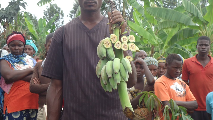 Igitoki kera ku nsina irwaye kirabiranya kiba gifite igitima gikomeye kandi gisa n