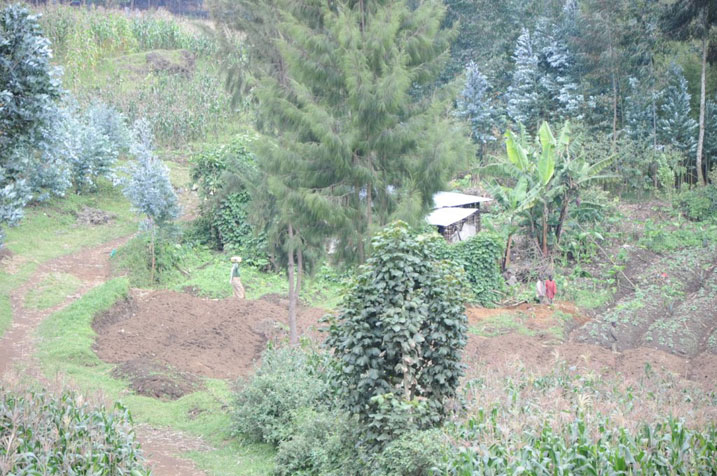 Imwe mu mirima ingabo za Congo zaciyemo ibigori mu Rwanda.