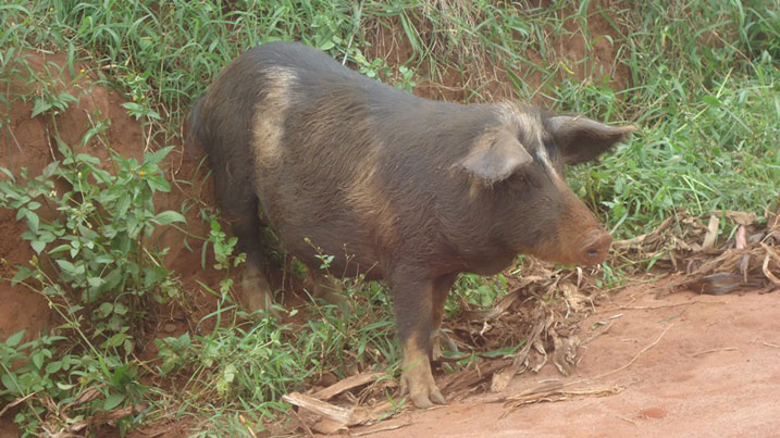 Ingurube nizo zikunze kwibwa cyane kubera ko zitabura isoko.