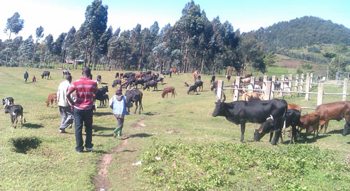Aba bazirokoye ingabo za FARDC, ariko ngo baribaza uko bazaziragira mu Rwanda