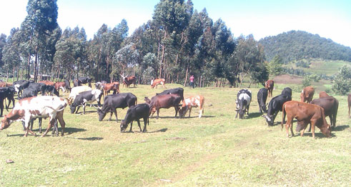 Inzego zishinzwe ubworozi mu Rwanda ngo zigiye gukurikirana ko muri izi nka hatabamo izirwaye zakwanduza izo Abanyarwanda basanzwe boroye