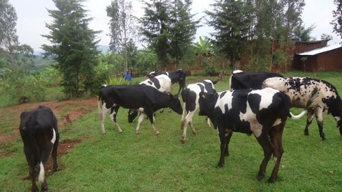 Inyana imwe ifite agaciro k'ibihumbi 400 by'amanyarwanda.