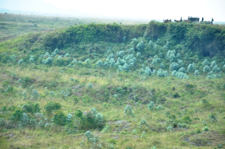 Kanyesheja ya Kongo ntifite ishyamba.