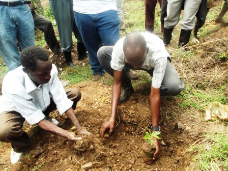 Kawa ni kimwe mu bihingwa byitaweho cyane mu karere ka Rutsiro.