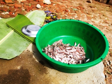 Ku munsi acuruza ibiro biri hagati y'icumi na cumi na bitanu by'isambaza.